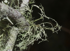 Ramalina denticulata