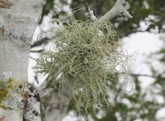 Ramalina usnea