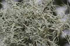 Ramalina usnea
