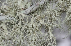 Ramalina denticulata
