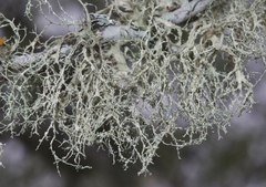 Ramalina denticulata