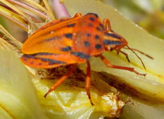 Graphosoma semipunctatum creticum