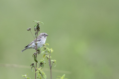 Crithagra reichenowi