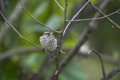 Crithagra striolata striolata