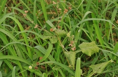 Wissadula amplissima