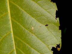 Meotipa sahyadri