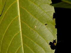 Meotipa sahyadri