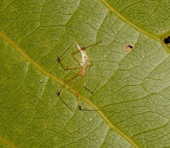 Meotipa sahyadri