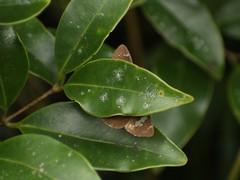 Celaenorrhinus fusca