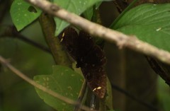 Erebus hieroglyphica