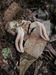 Pseudocolus garciae