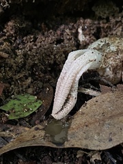 Pseudocolus garciae