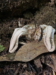 Pseudocolus garciae