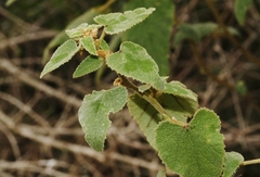 Allowissadula lozanoi