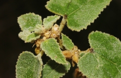 Allowissadula lozanoi