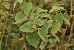 Allowissadula lozanoi