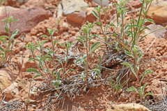 Xanthisma grindelioides