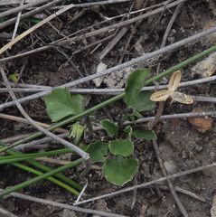 Viola cleistogamoides