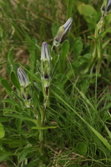 Campanula tridentata biebersteiniana