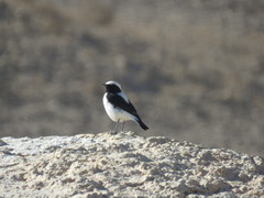 Oenanthe finschii