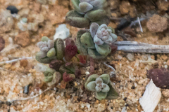 Dudleya brevifolia