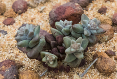 Dudleya brevifolia
