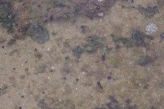 Eudistoma caeruleum