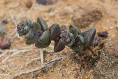 Dudleya brevifolia