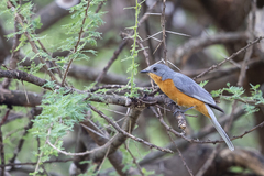 Melaenornis semipartitus