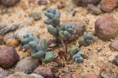 Dudleya brevifolia