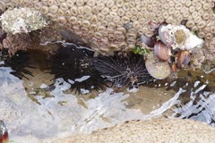 Stomopneustes variolaris