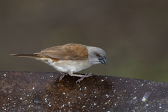 Passer griseus ugandae