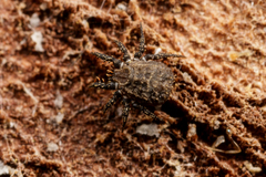 Caeculidae