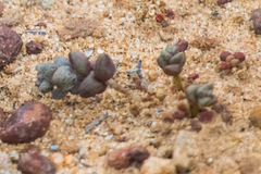 Dudleya brevifolia