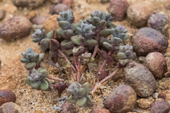 Dudleya brevifolia