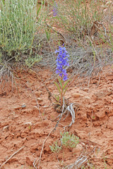 Penstemon fremontii