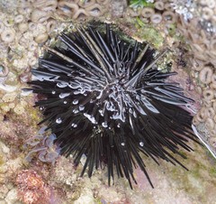 Stomopneustes variolaris