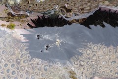 Stomopneustes variolaris