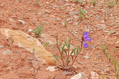Penstemon fremontii