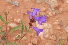 Penstemon fremontii