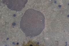 Anomastraea irregularis