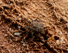 Caeculidae