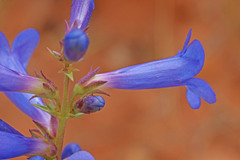 Penstemon fremontii
