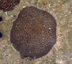 Anomastraea irregularis