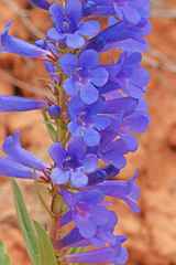 Penstemon fremontii