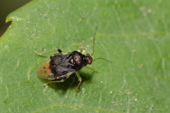 Pycnoderes albipes