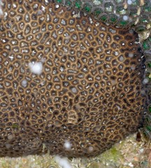 Anomastraea irregularis