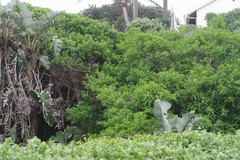 Cestrum laevigatum