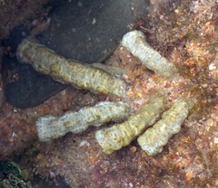 Isaurus tuberculatus