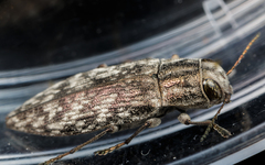 Spectralia gracilipes
